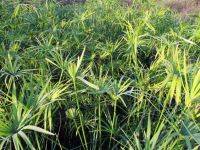 Cyperus