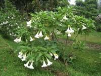 Brugmansia suaveolens