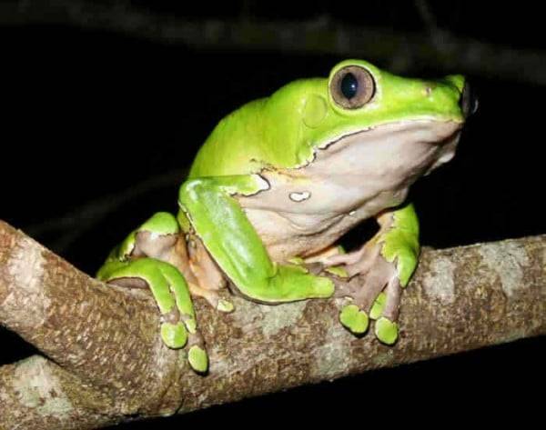 Kambo the spirit of the shaman img