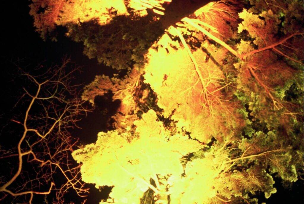 Vomiting - ayahuasca