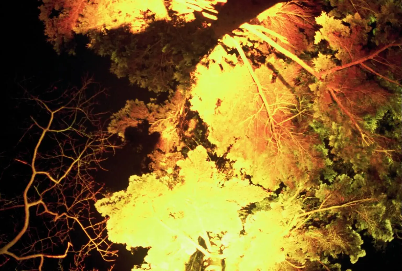 Vomiting - ayahuasca