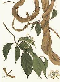 Banisteriopsis caapi