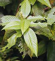 Psychotria Viridis