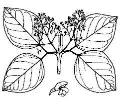 Tynnanthus panurensis