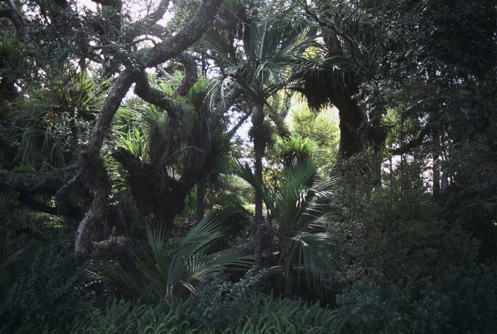 Goddess of Interconnectivity