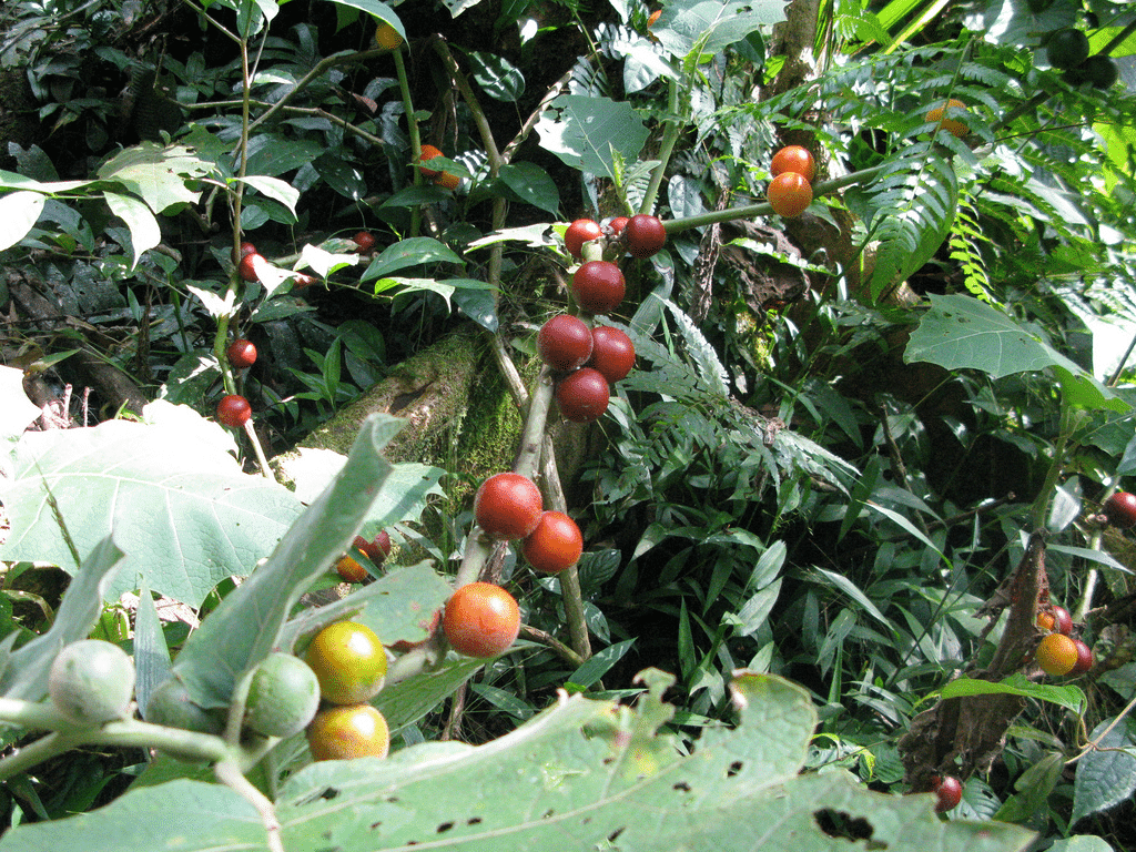 Indigenous Amazonian Permaculture
