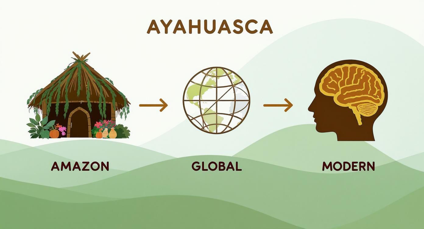 An illustration showing Ayahuasca's journey from Amazonian origins to global presence and modern understanding.