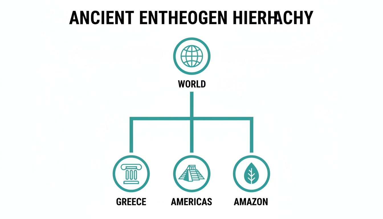 A hierarchy chart illustrating the ancient entheogen use across the World, Greece, Americas, and Amazon.