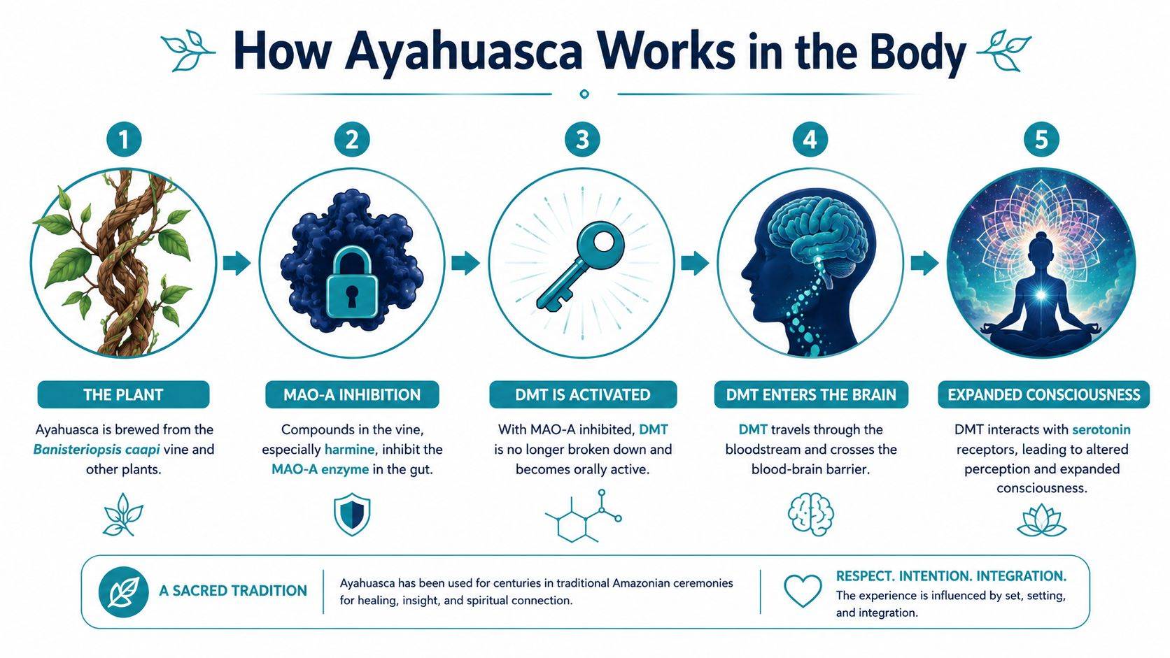 An infographic detailing the biological process of how Ayahuasca acts within the human body from consumption to consciousness.