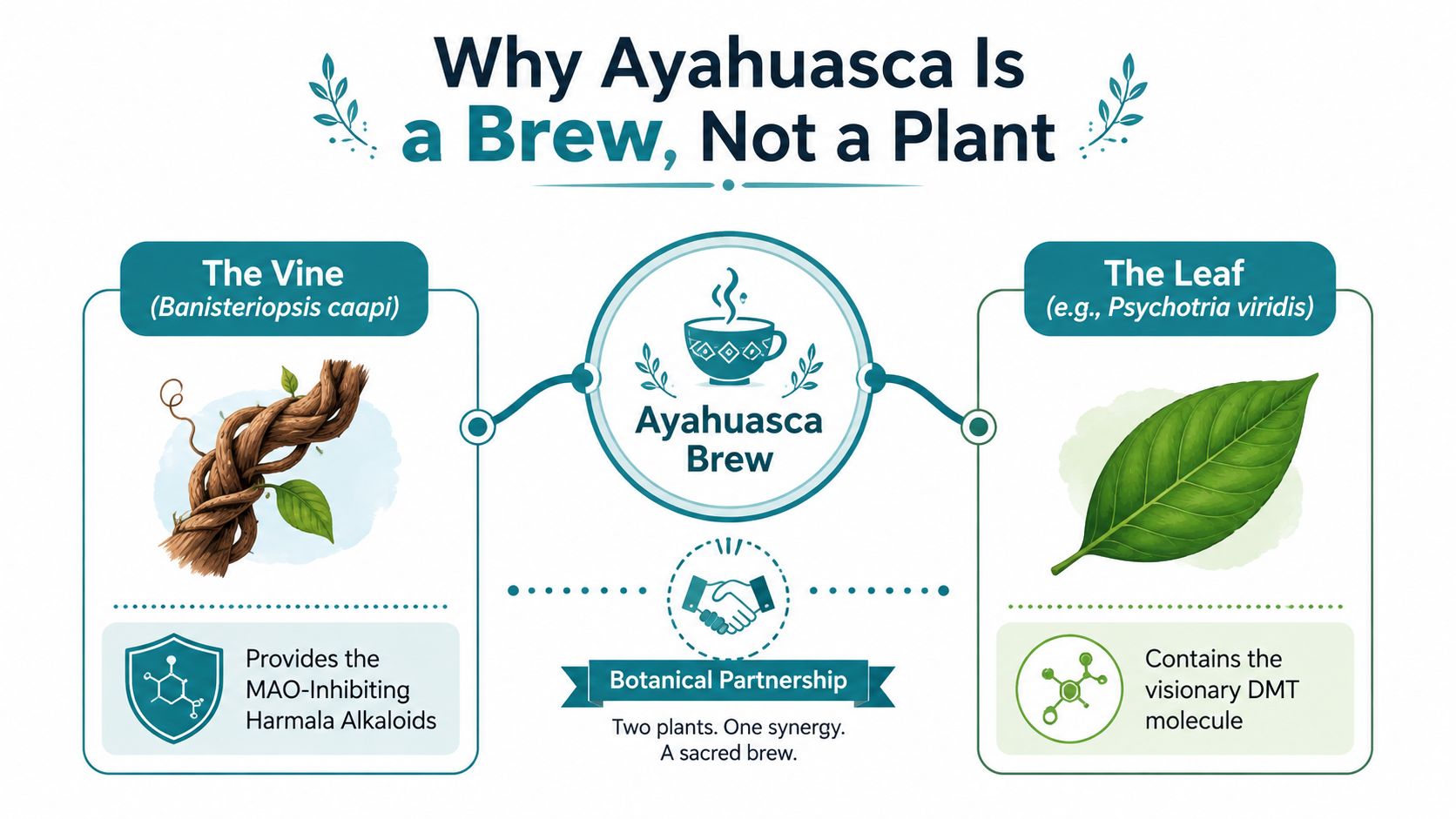 An infographic explaining that Ayahuasca plants is a synergistic brew made from the vine and the leaf.