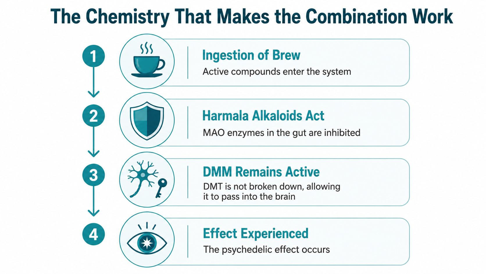 A four-step infographic illustrating the chemical process of how ayahuasca brew works in the human body.