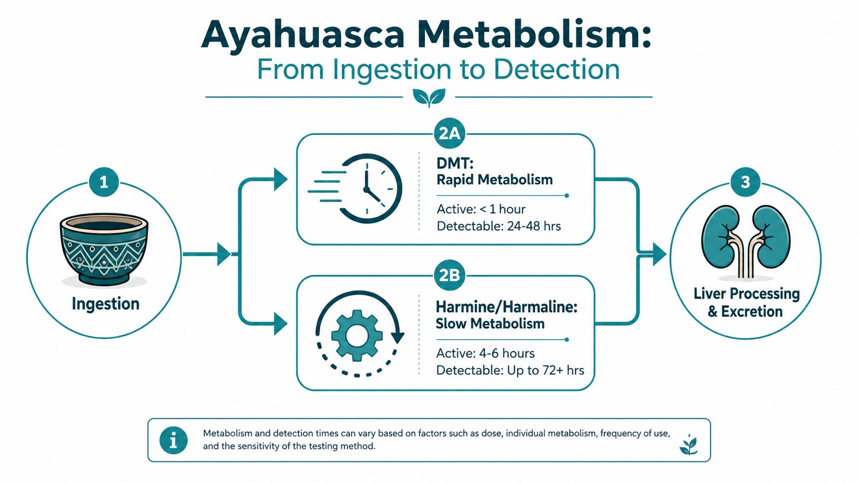 A diagram illustrating the metabolism and detection timelines of DMT and harmine/harmaline compounds within Ayahuasca.