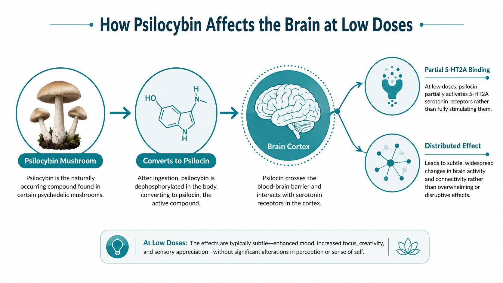Microdosing Mushroom Benefits