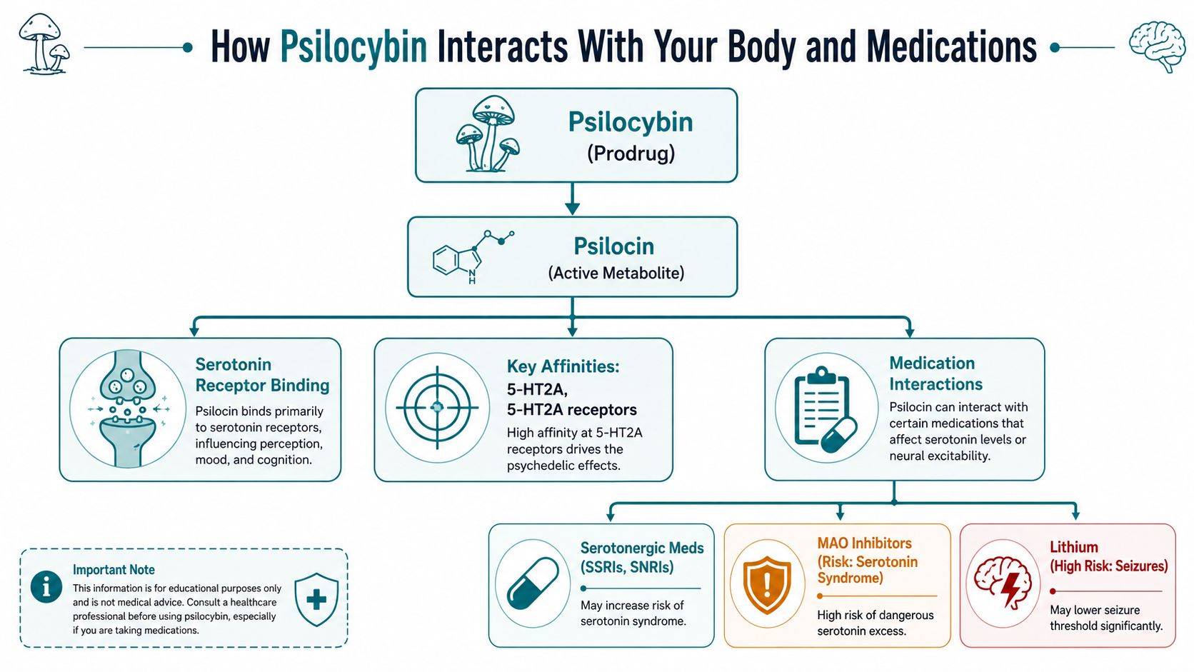 A flowchart explaining how psilocybin is metabolized into psilocin and its subsequent interaction with serotonin receptors and medications.