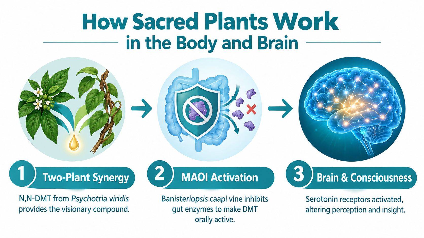 An infographic illustrating how sacred plants like DMT and Banisteriopsis caapi interact with the human body and brain.