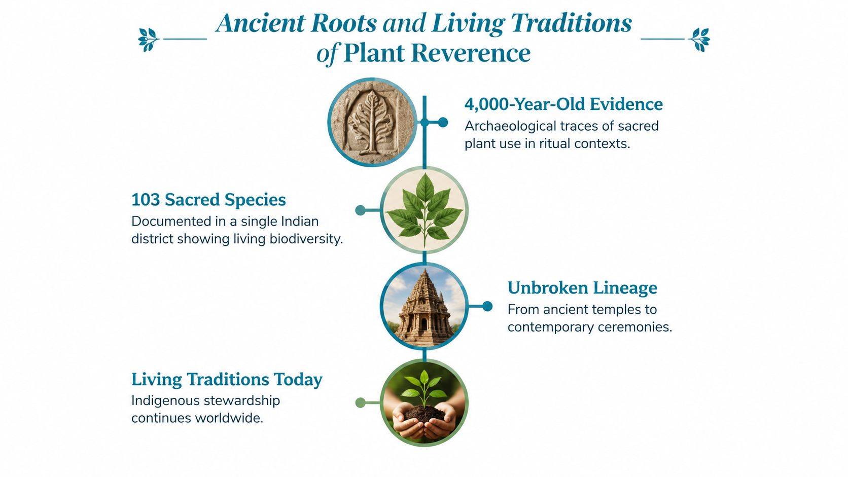 A timeline graphic illustrating the historical and contemporary practice of plant reverence across diverse cultures.