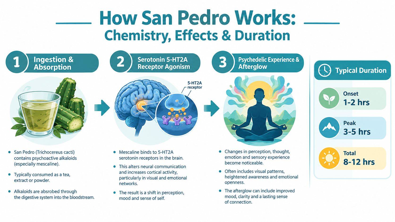 An infographic illustrating the pharmacological effects, mechanisms, and typical duration of San Pedro cactus medicine.
